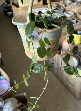 景德镇陶瓷手工提篮小花盆2026新款多肉花叶常春藤桌面绿植专用盆