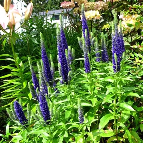 穗花婆婆纳盆栽苗宿根花卉多年生庭院花园观花绿化植物耐寒好养活