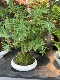 水培植物竹子盆栽室内客厅好养水养办公室桌面招财绿植花卉盆景