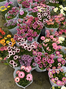 进口南非万寿菊盆栽非洲雏菊蓝目菊阳台花卉植物多年生宿根