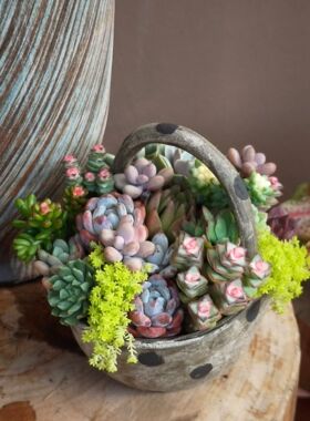波点花盆陶瓷复古花盆诧寂风手工绘画肌理花盆摆件蝴蝶兰彩叶芋盆
