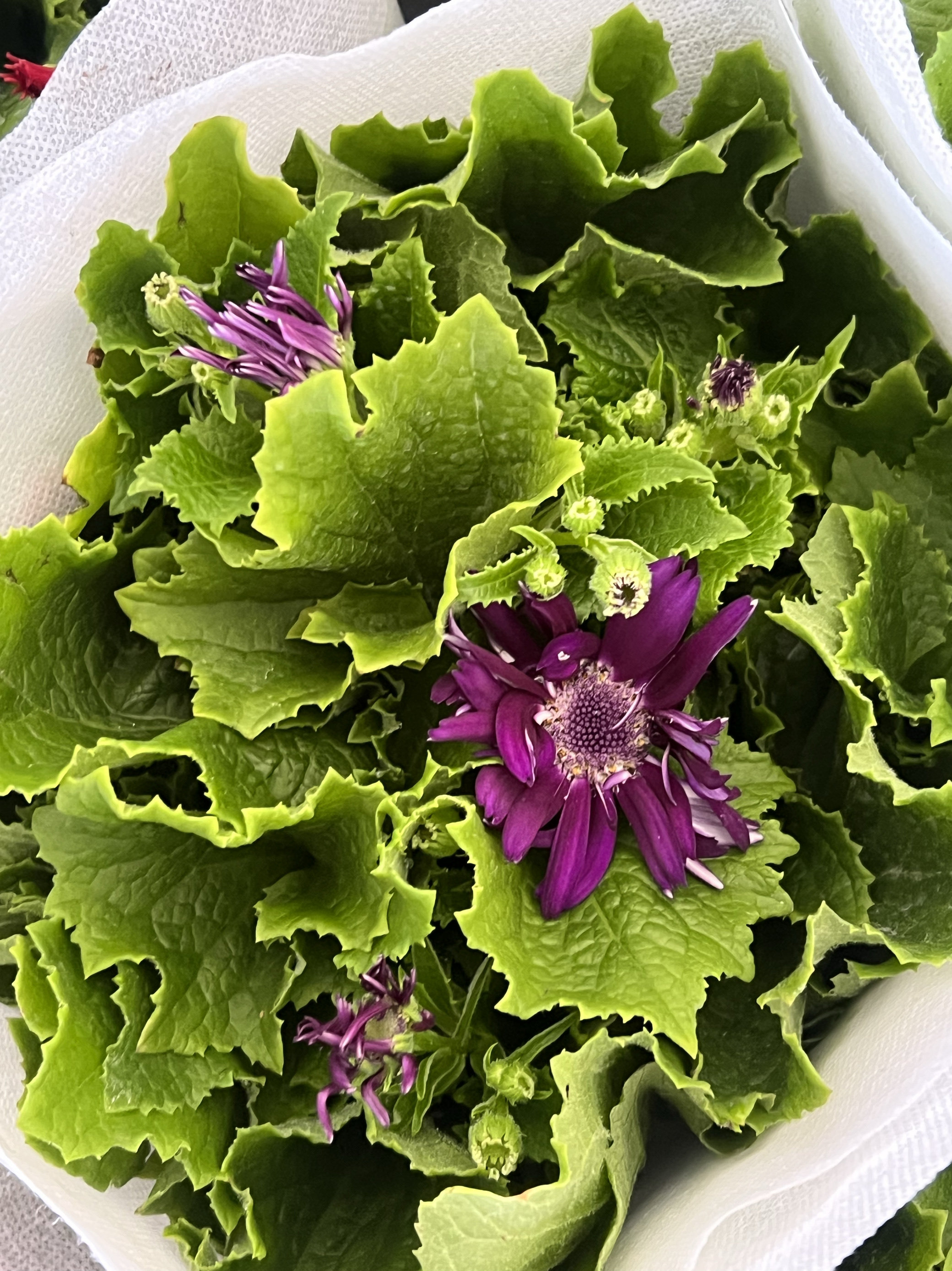 带花发货 瓜叶菊盆栽大苗 状态好庭院阳台花卉多花颜值高易活