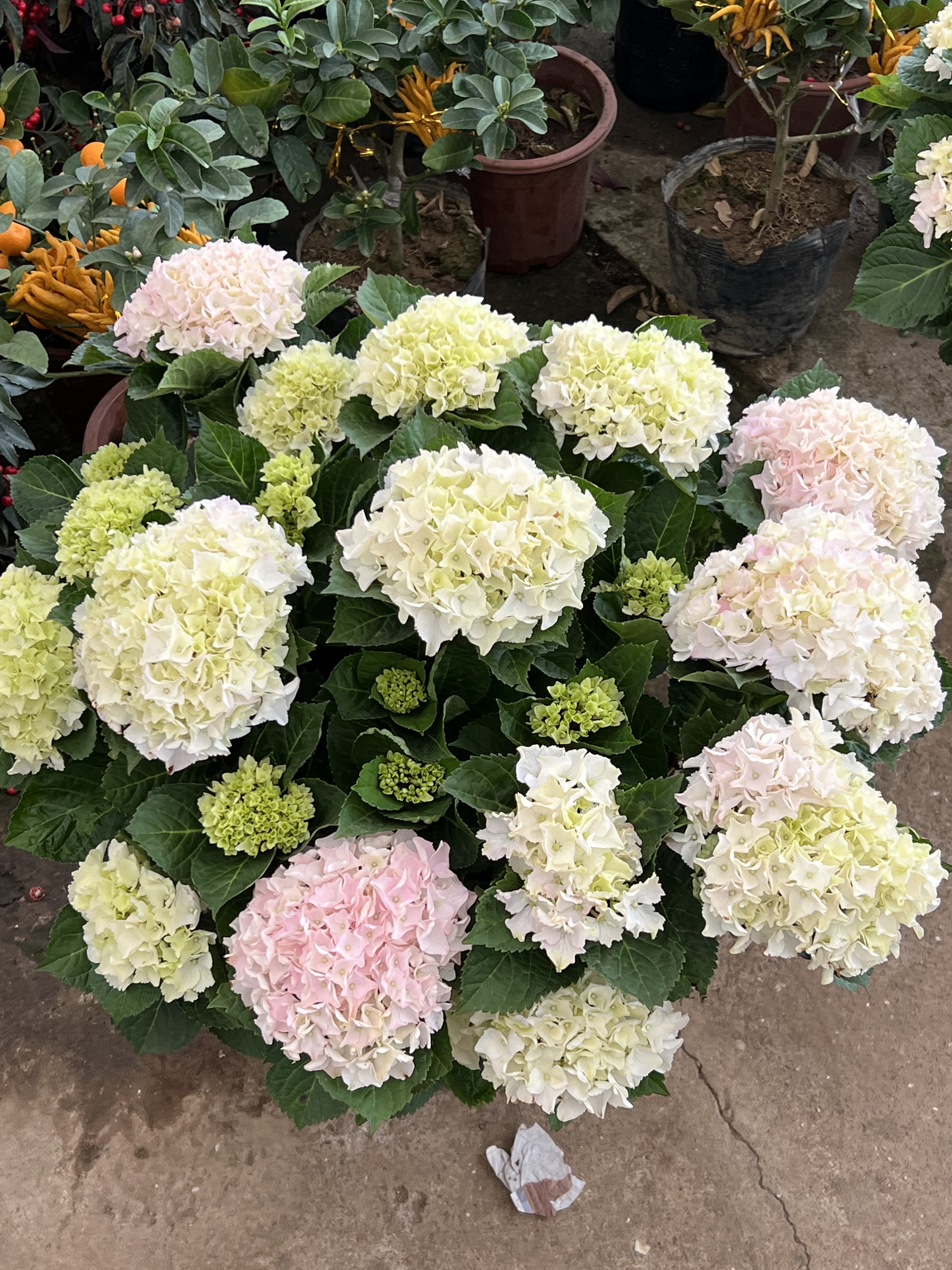 高档花卉绣球花苗盆栽无尽夏阳台庭院别墅花园植物多年生四季耐寒