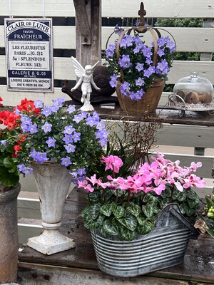 果果花铺宁波丹麦风铃盆栽