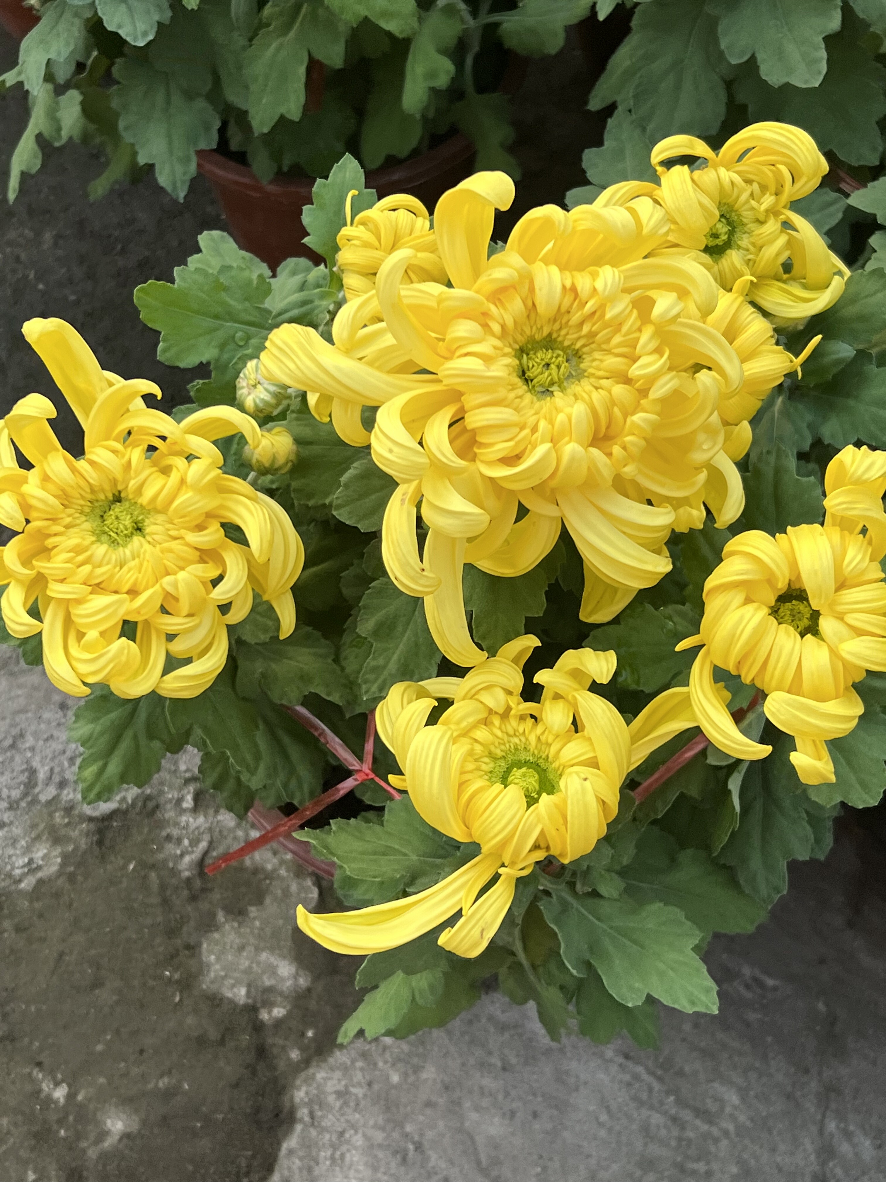 菊花盆栽玲珑菊千头菊玛格丽特菊多季开花阳台庭院耐低温多年生