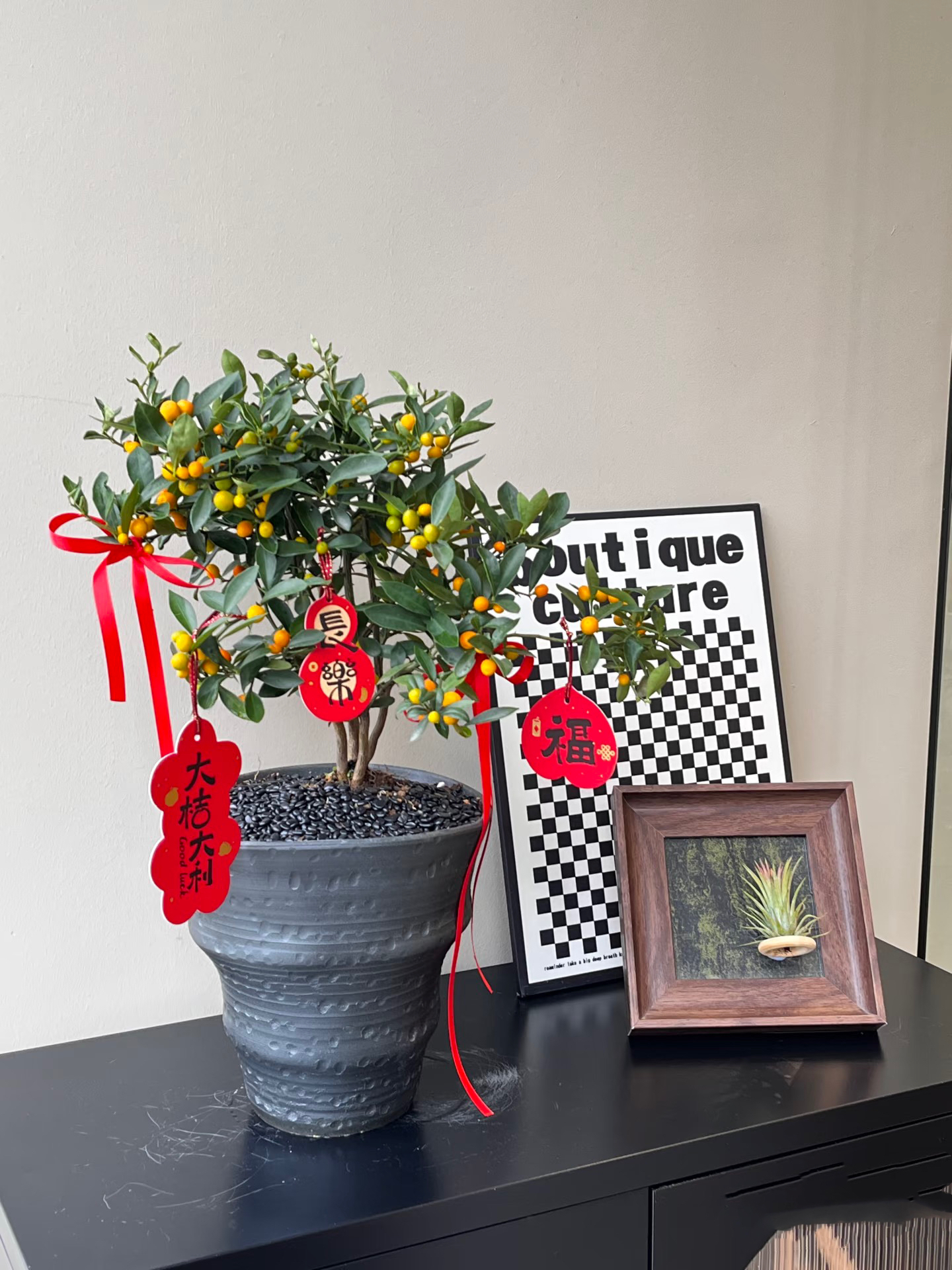 小金豆盆栽带果冬季耐寒植物绿植客厅办公室花卉桌面好养果树盆景