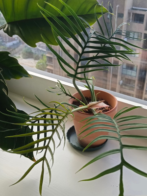 鱼骨蔓绿绒 Philodendron tortum ins风造型网红绿植