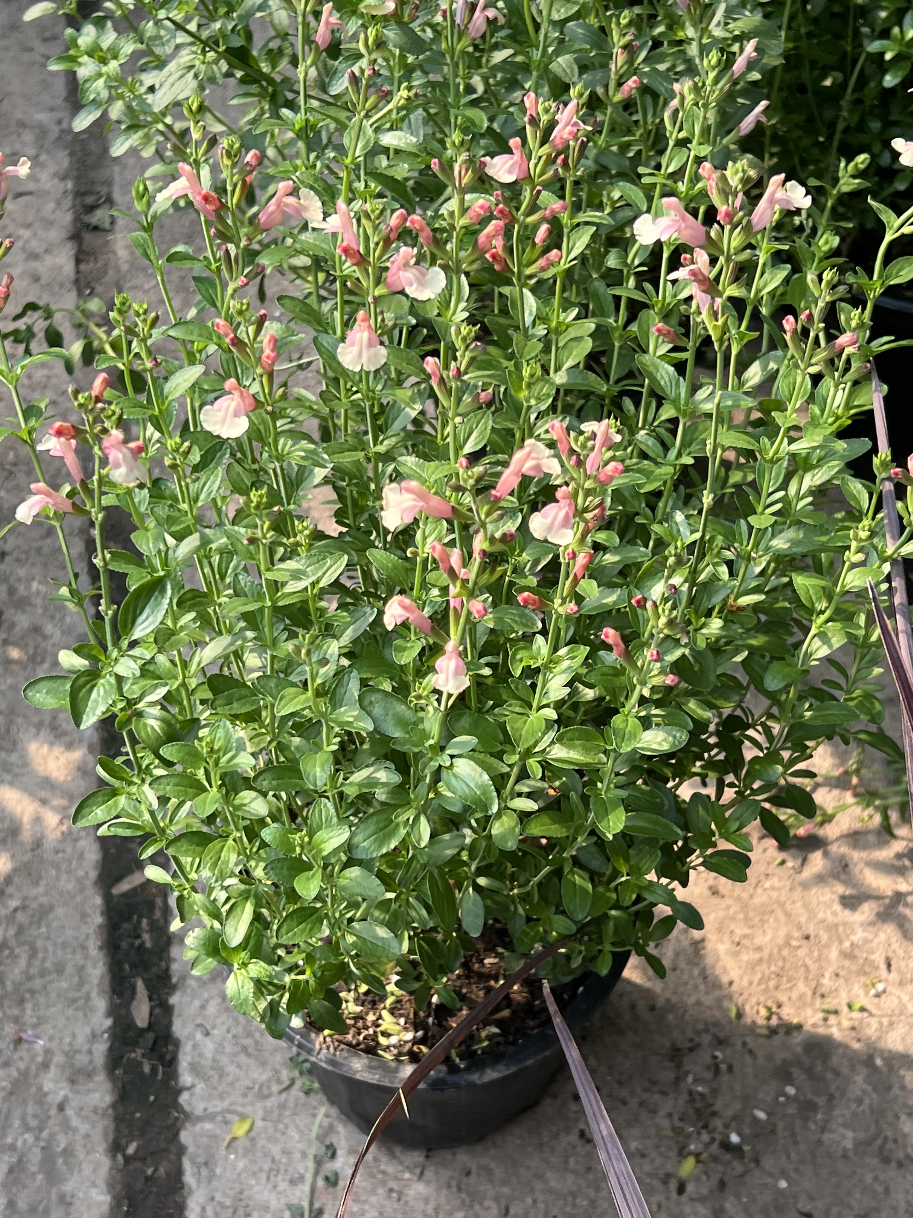 樱桃鼠尾草2加仑盆栽大苗带花苞耐热耐寒庭院户外花卉宿根绿植