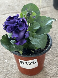 角堇洛可可礼服卷卷德古拉等一物一拍链接