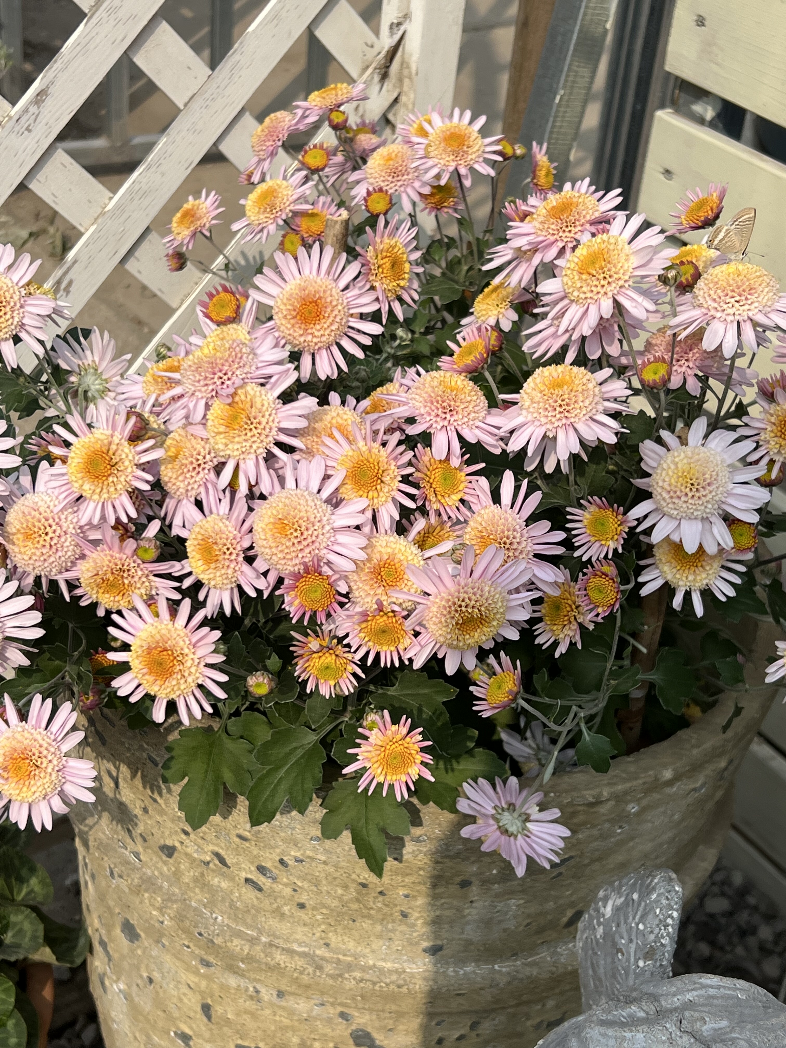 足摺野路菊银色光辉带花盆栽小雏菊花苗花园植物耐寒庭院阳台花卉