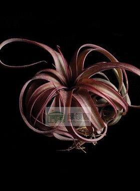 空气凤梨【展示】T. Eric Knobloch 爱瑞克 （雨林版）