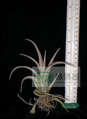 展示 空气凤梨 Tillandsia Schatzlii 粗皮