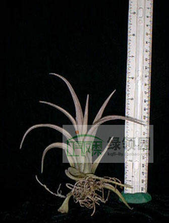 展示 空气凤梨 Tillandsia Schatzlii 粗皮