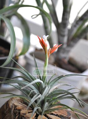 空气凤梨【展示】T. Vernicosa Open Form 维尼戈莎开放型