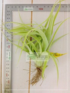 空气凤梨【展示】T. Brachy. Selecta Giant Form 贝可利巨型精选