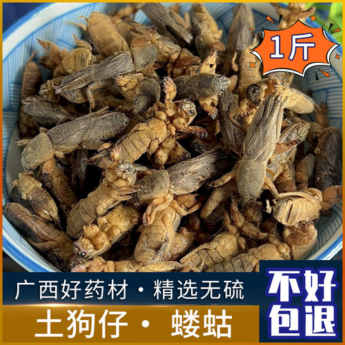 中药材新货干货野生蝼蛄 蝲蝲蛄 地狗 土狗仔食用昆虫500克包邮