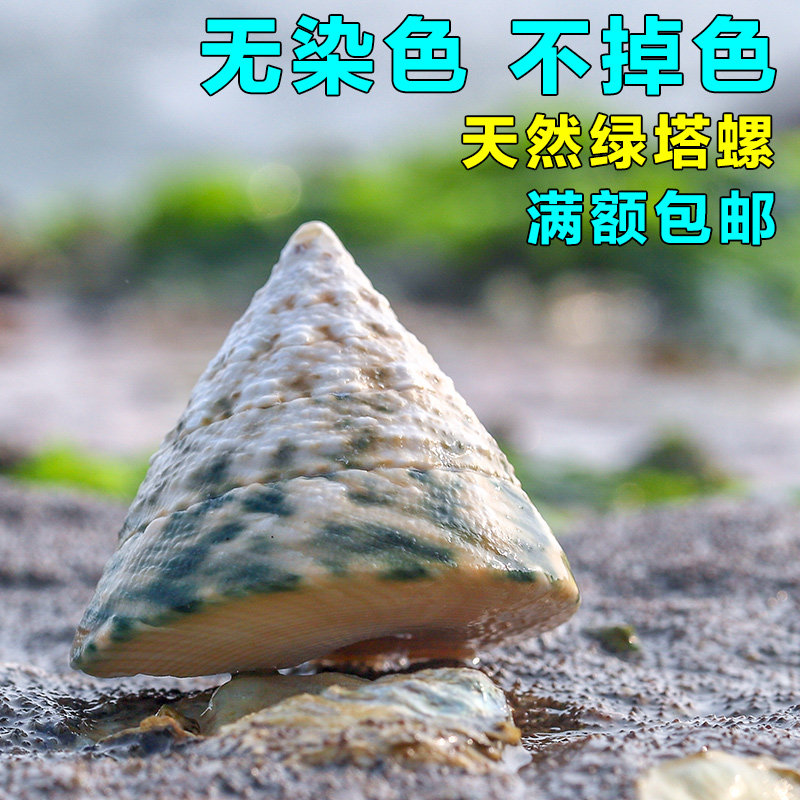 天然钟螺科红塔绿塔花图片