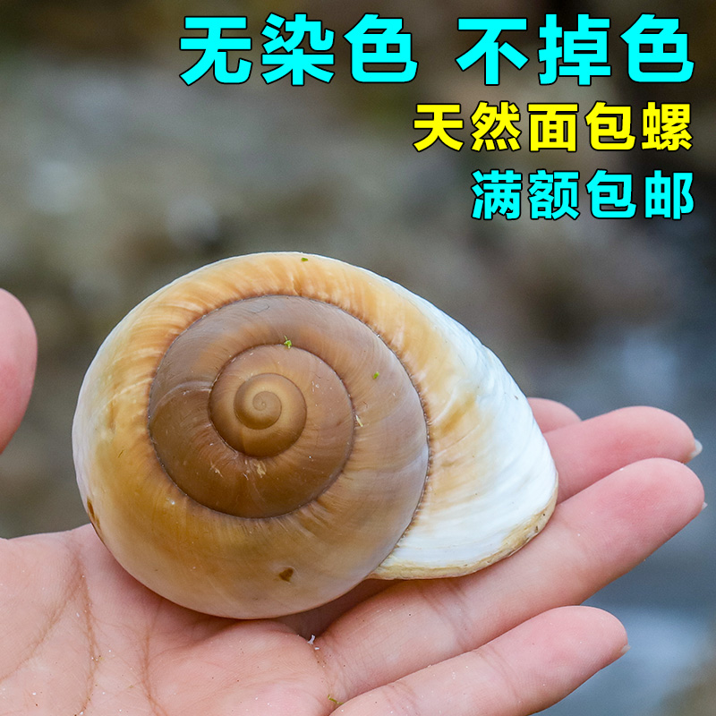 天然海螺贝壳面包螺送礼卷贝鱼贝壳创意鱼缸装饰水族箱造景摆件