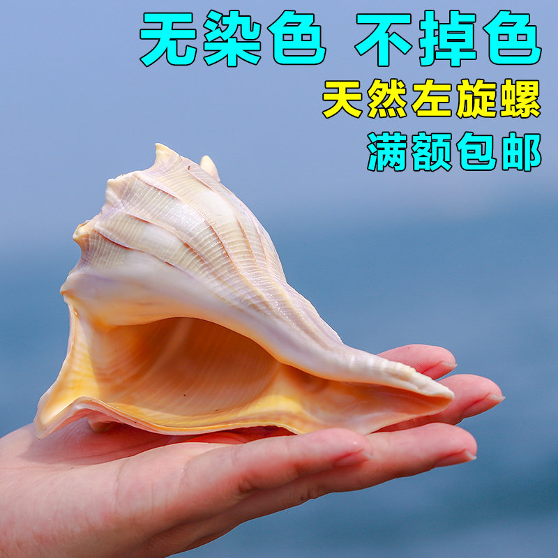 包邮天然海螺贝壳左旋香螺超大家居摆件礼品工艺品
