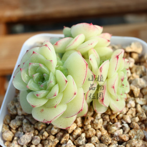 多肉植物球多少钱 多肉植物球价格 小麦优选