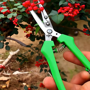 摘花椒工具不伤树根吗摘花椒专用小工具，剪哈摘花椒专用工具电动