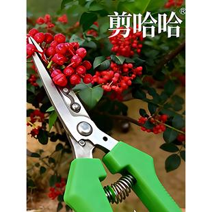 摘花椒神器的正确手法图片，摘花椒专用手套摘花椒小型机器怎么用