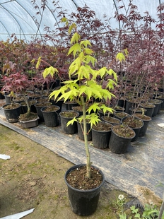 夏金枫树 日本品种枫树 庭院别墅阳台精品景观绿植 盆栽观叶植物