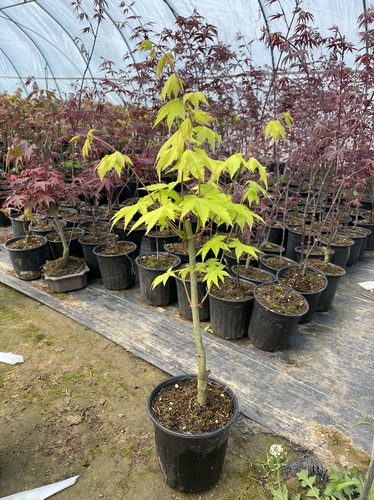 夏金枫树 日本品种枫树 庭院别墅阳台精品景观绿植 盆栽观叶植物