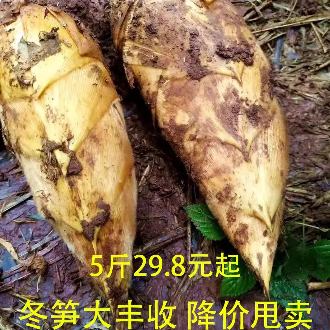 新鲜冬笋 现挖竹笋 高山野生黄泥拱冬笋两头尖鲜竹笋贵州赤水发货