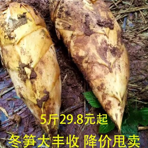 新鲜冬笋 现挖竹笋 高山野生黄泥拱冬笋两头尖鲜竹笋贵州赤水发货