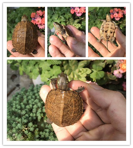 中华草龟子代变异虎纹银线白化