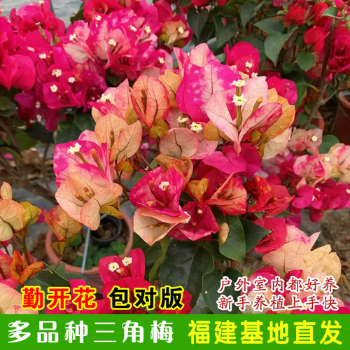 盆栽重瓣花卉四季绿植小苗好养