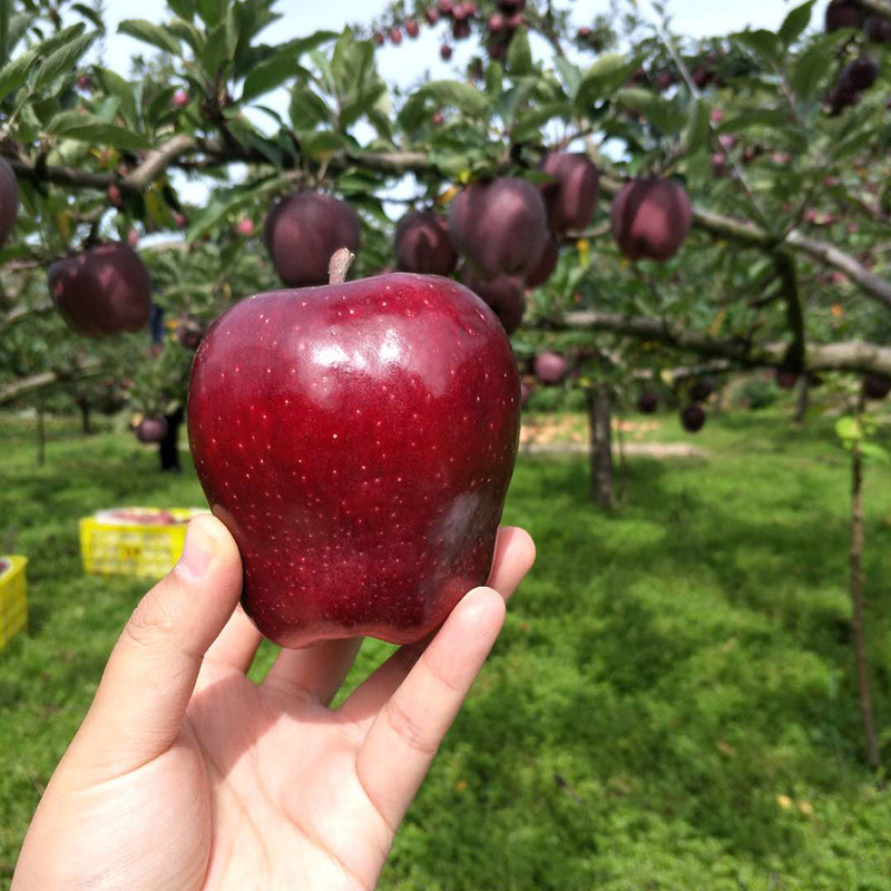 天水花牛红苹果当季新鲜水果粉面甜宝宝刮果泥辅食5斤10斤,水产肉类/新鲜蔬果/熟食,苹果,淘宝优惠券,粉丝福利购,淘宝优惠卷