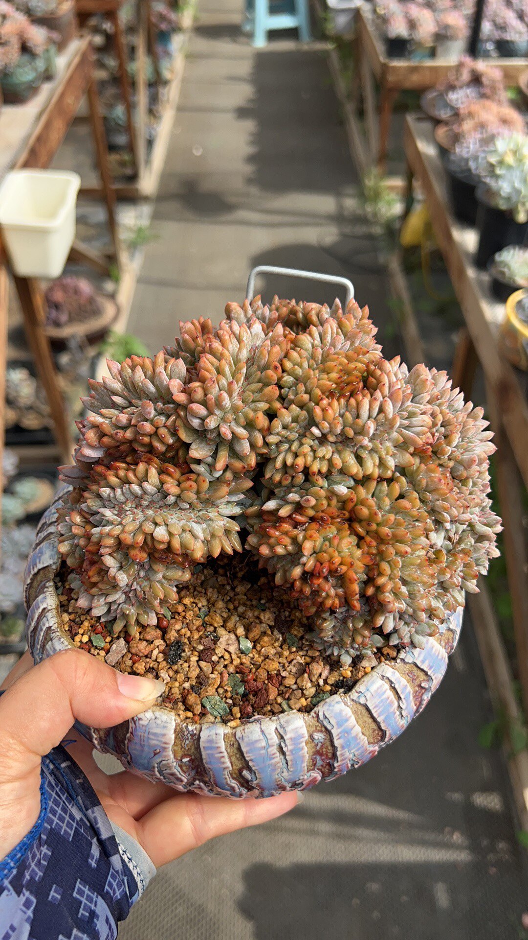 16厘米小脸星影树盘龙树缀(叶插带大)