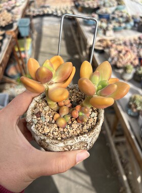 正版芒果奶自然群生一体无砍老桩小树丛林桩木杆子大粗腿
