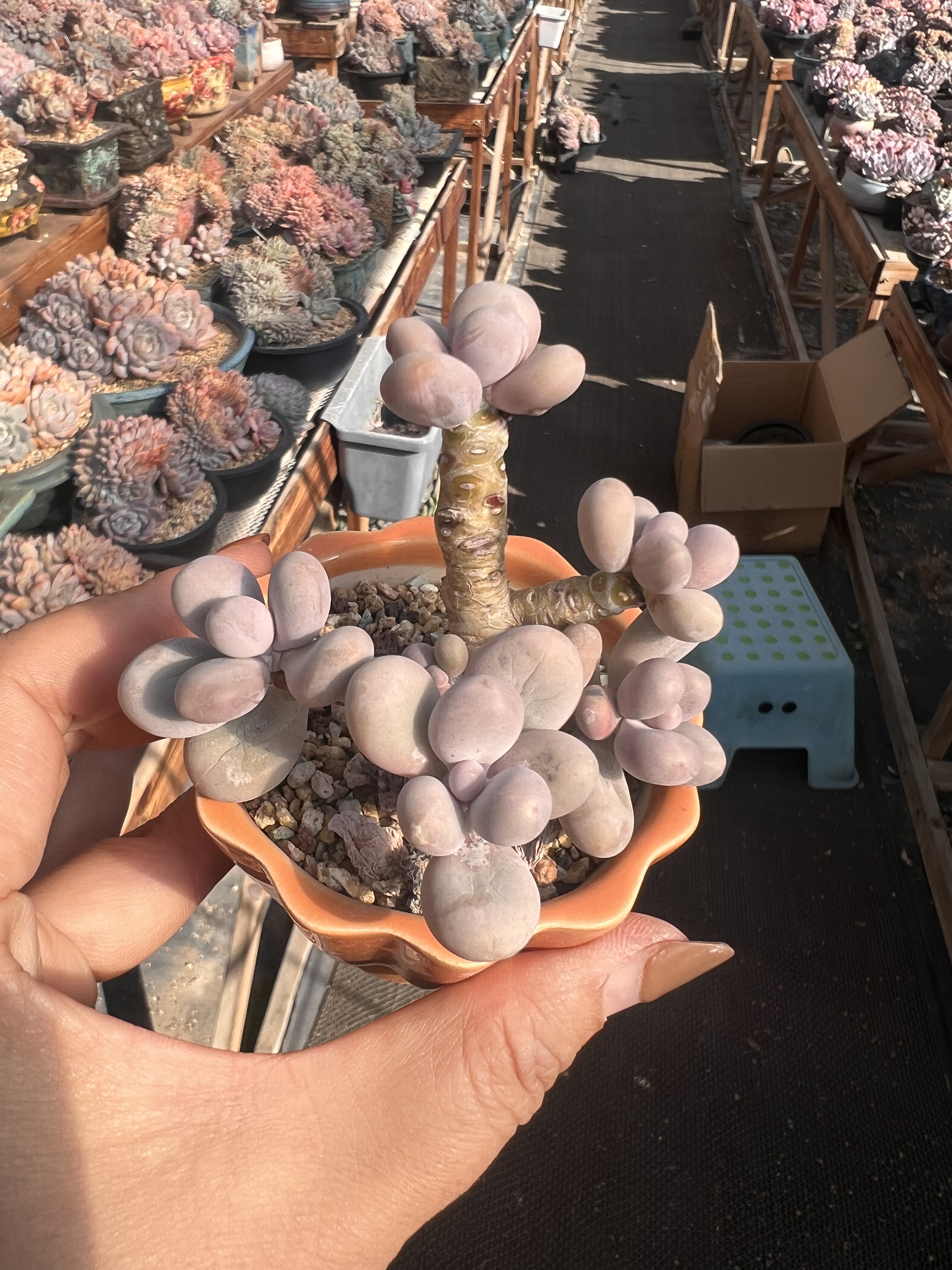 丸叶原始奶老桩自然群无砍蛋黄奶酪多肉植物圆滚滚粗腿带盆