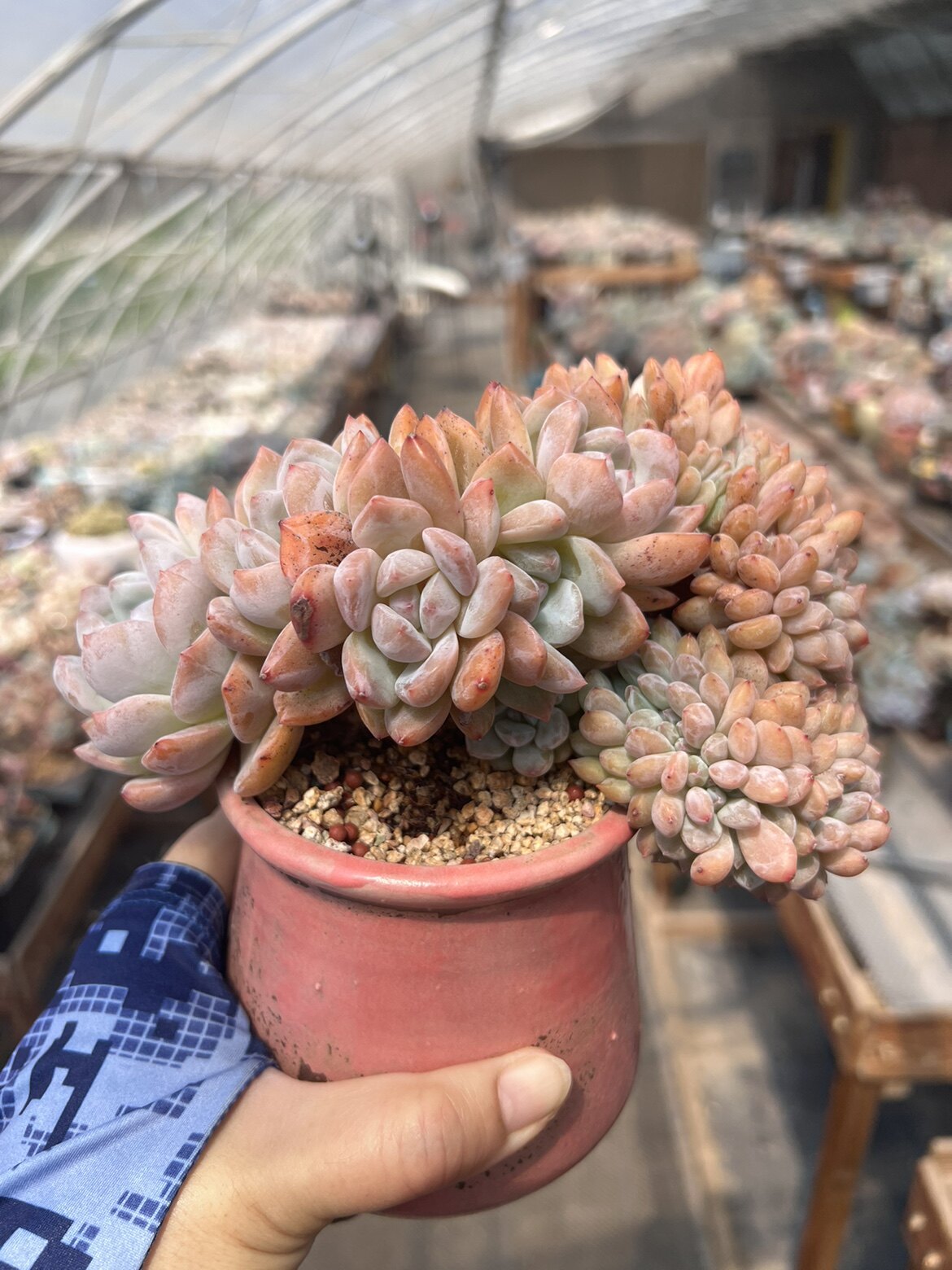 19厘米状态溏心星影小树朵朵缀