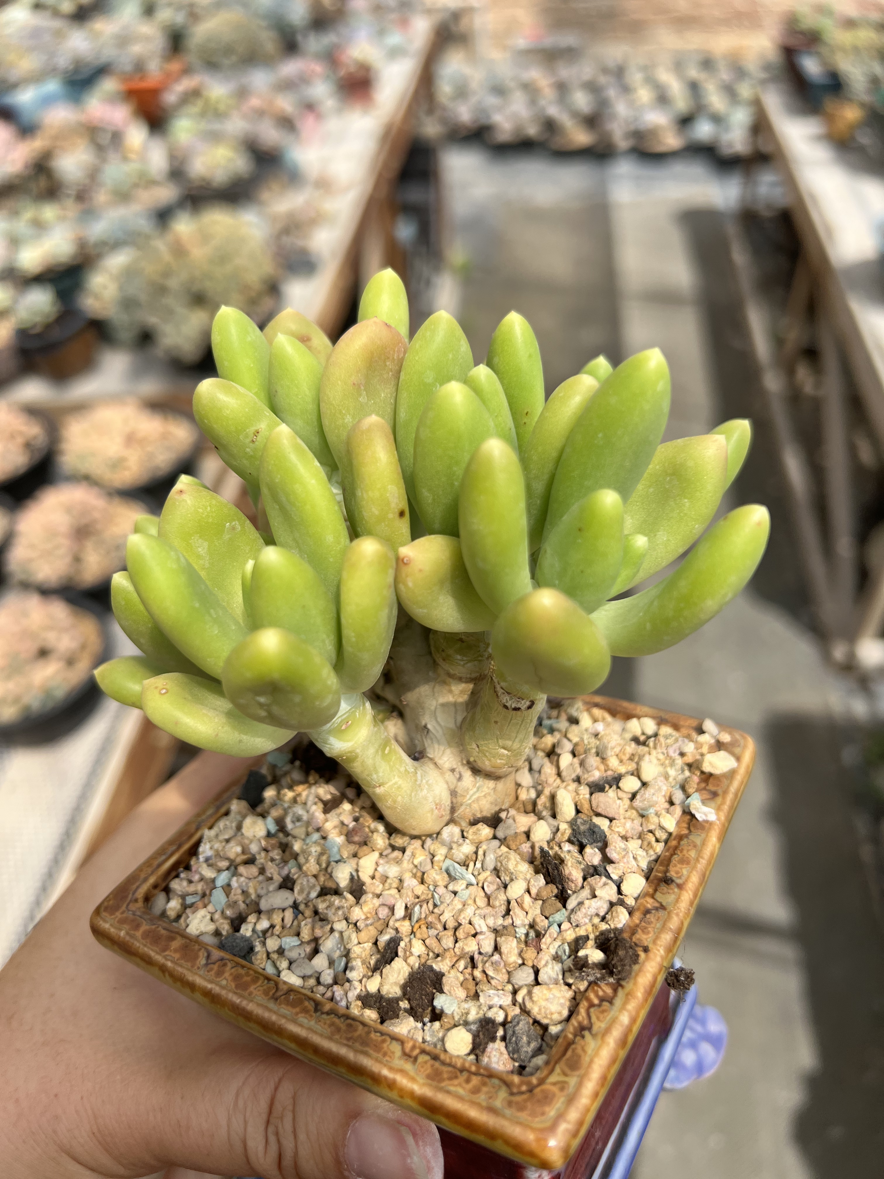 正版金蝉自然群生一体无砍老桩多肉植物金蝉小树桩粗腿