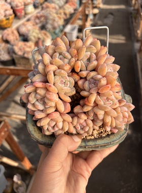 17厘米14头石榴籽星影朵朵缀树紫皮星影朵朵缀树老桩叶插实生精控