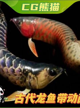 UE4虚幻5 Arowana 古代龙鱼金龙鱼角色模型带动画