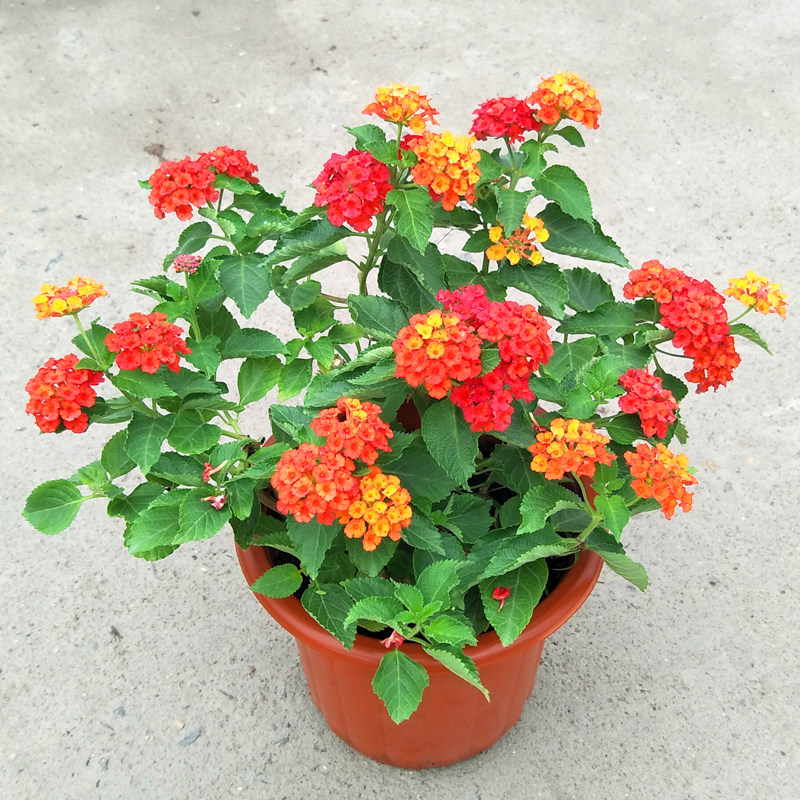 五色梅五彩花苗清仓包邮四季常青带花苞花开不断阳台庭院室内盆栽在类目 鲜花速递/花卉仿真/绿植园艺, 花卉/绿植盆栽（新）, 花卉中 - 来自Buy2taobao.com提供专业的淘宝代购服务