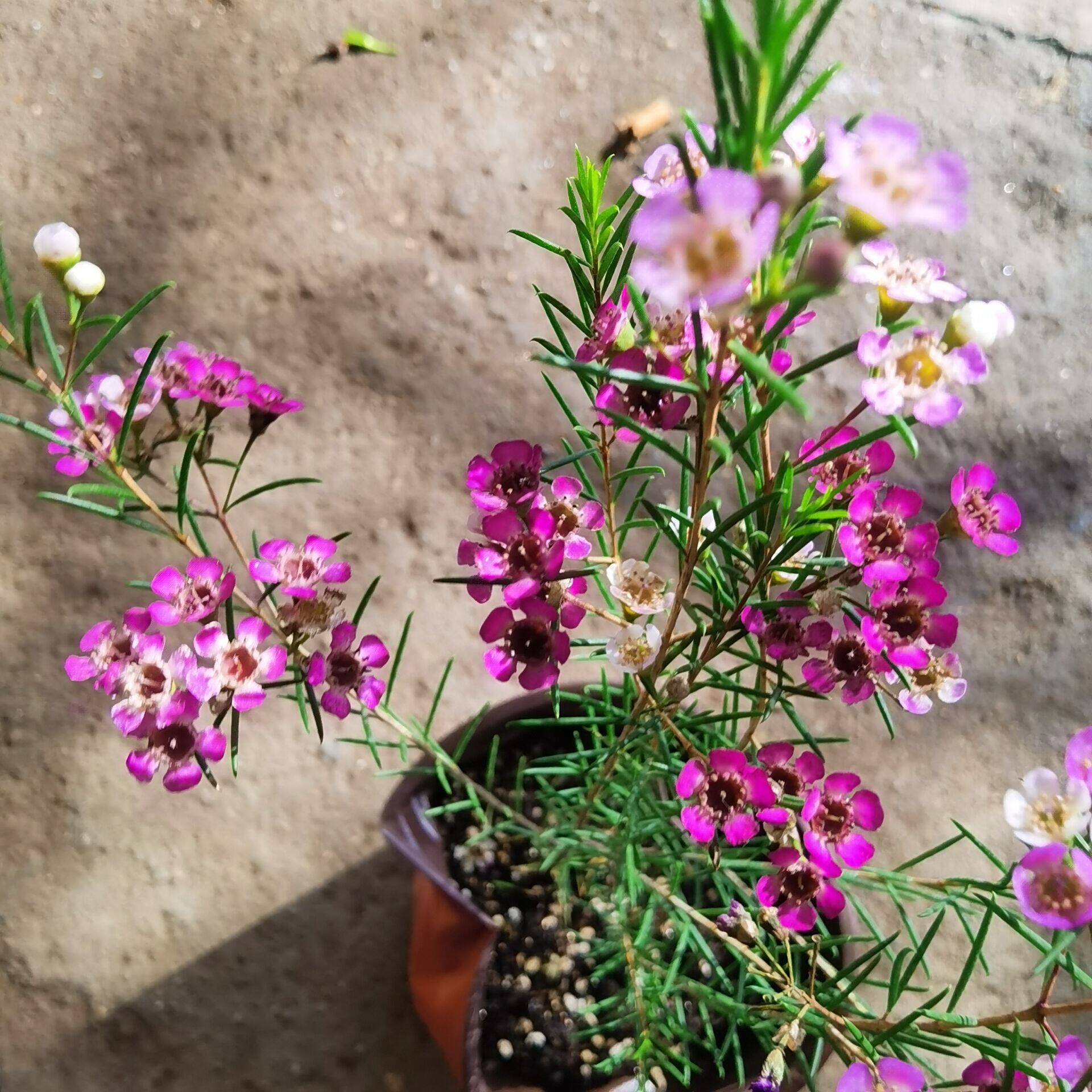 四季腊梅盆栽澳洲腊梅小叶寒梅庭院阳台地栽室内花卉植物耐寒木本