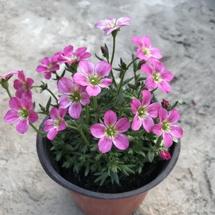 高山虎耳草盆栽庭院阳台花苗舞动精灵耐寒开花机器多年生好养植物