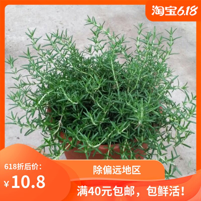 Rosemary fresh Size flowers and plants Botany Potted plant balcony courtyard indoor Green plant bonsai edible Vanilla spicein the Flower delivery/Flowers simulation/Plants gardening , Flowers/Potted plants (New) , Plants  category - from Buy2taobao.com to provide professional Taobao agent buy service