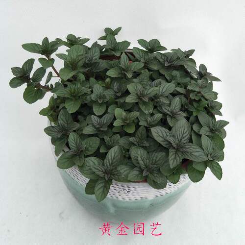 绿植可食用香草驱蚊净化空气盆栽
