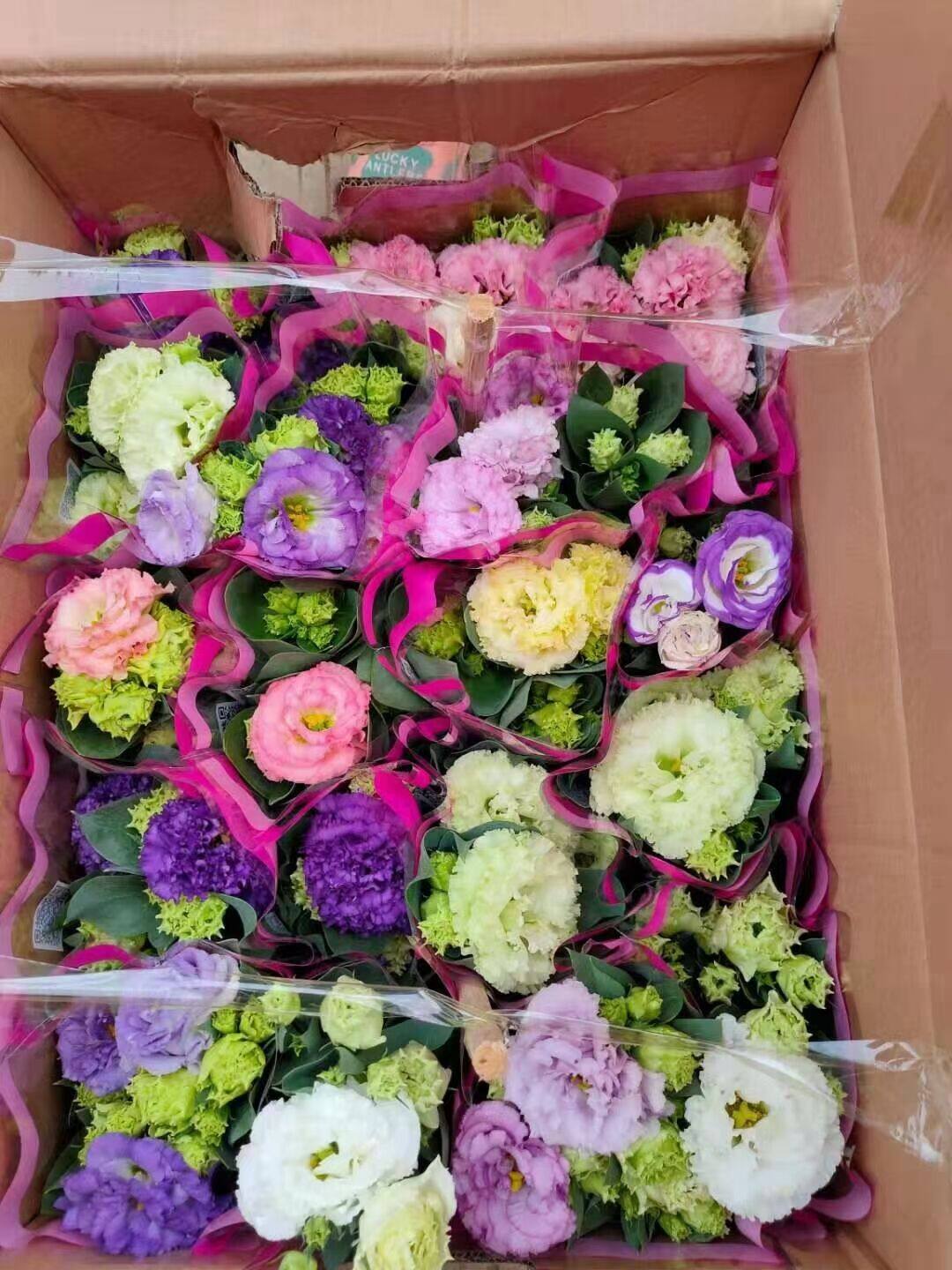 四季重瓣洋桔梗盆栽带花鲜切花品种龙胆花洋桔梗花苗阳台花卉植物