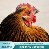 二年老母鸡纯土鸡农家散养走地鸡农村放养炖汤笨鸡肉新鲜现杀整只