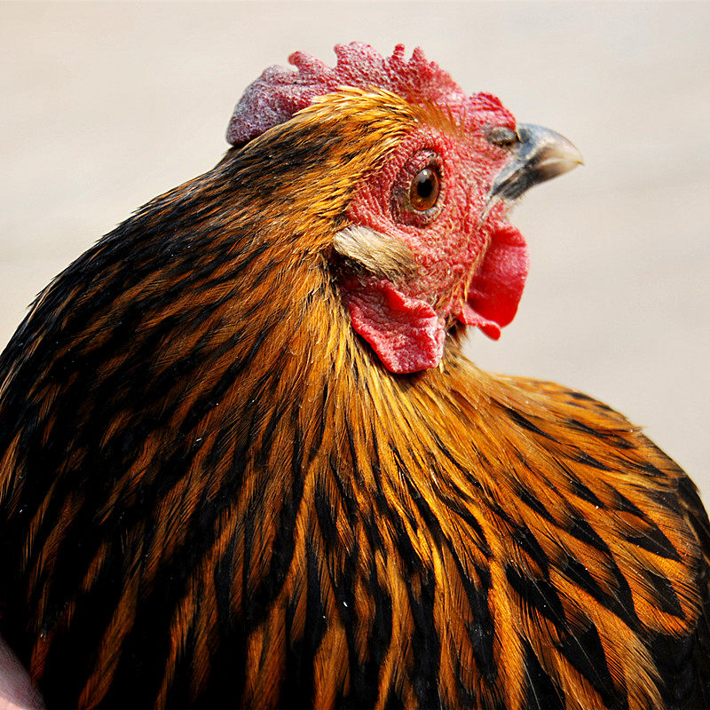 二年老母鸡纯土鸡农家散养走地鸡农村放养炖汤笨鸡肉新鲜现杀整只