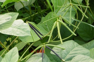 能发芽 原生态绿豆 绿豆 山间田边绿豆 农家特产绿豆