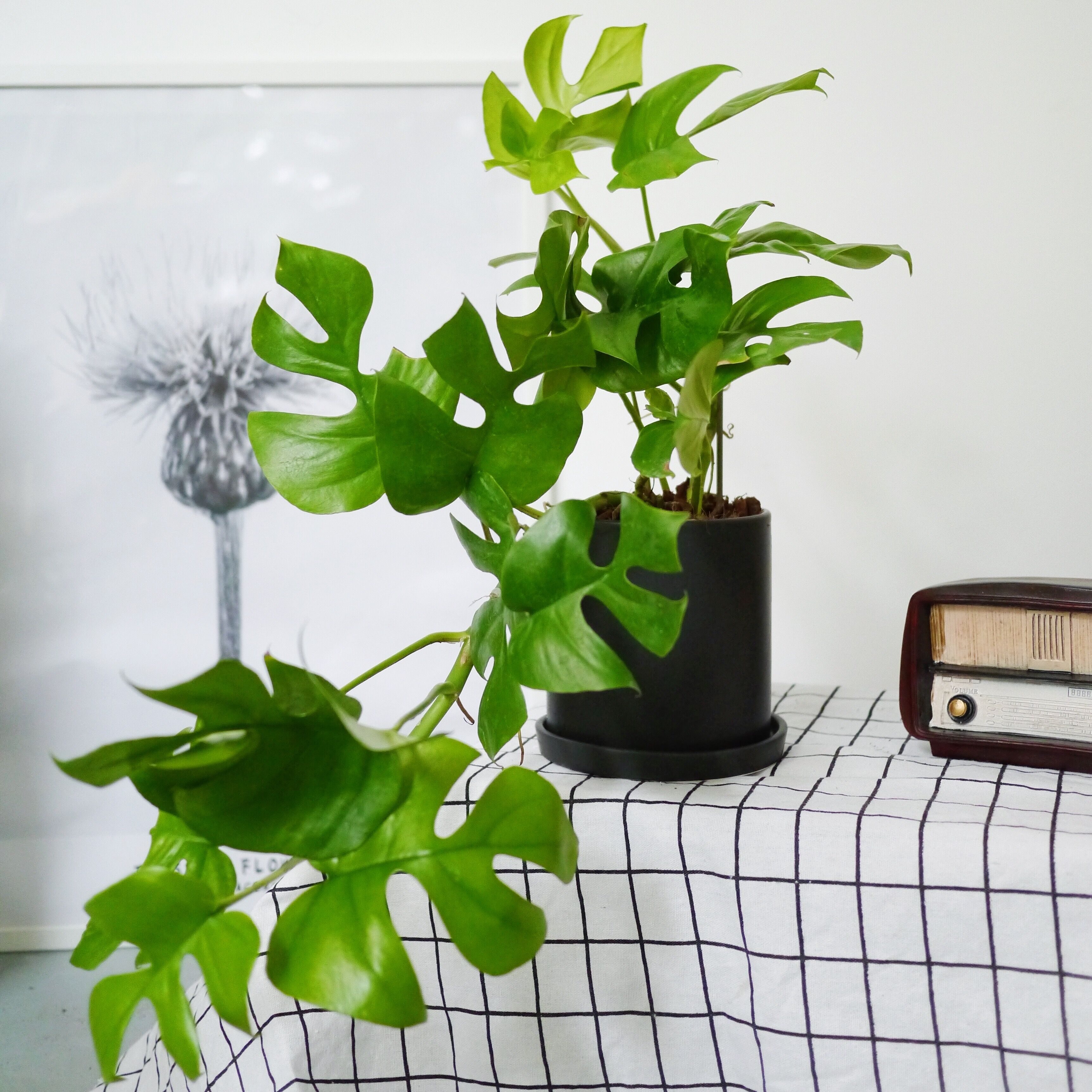 姬龟背 迷你龟背竹 日本品种龟背 北欧家居绿植盆栽 可水培植物